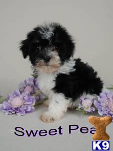 Havanese Puppies for Sale