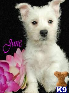 West Highland White Terrier Puppies for Sale