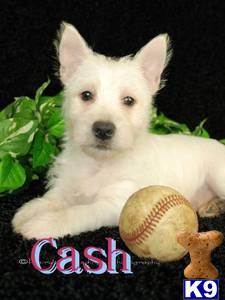 West Highland White Terrier Puppies for Sale