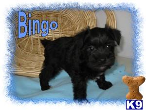 Miniature Schnauzer Puppies for Sale