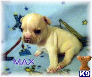 French Bulldog Puppies for Sale
