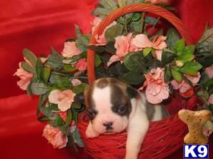 French Bulldog Puppies for Sale