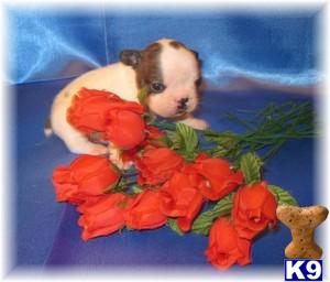 French Bulldog Puppies for Sale