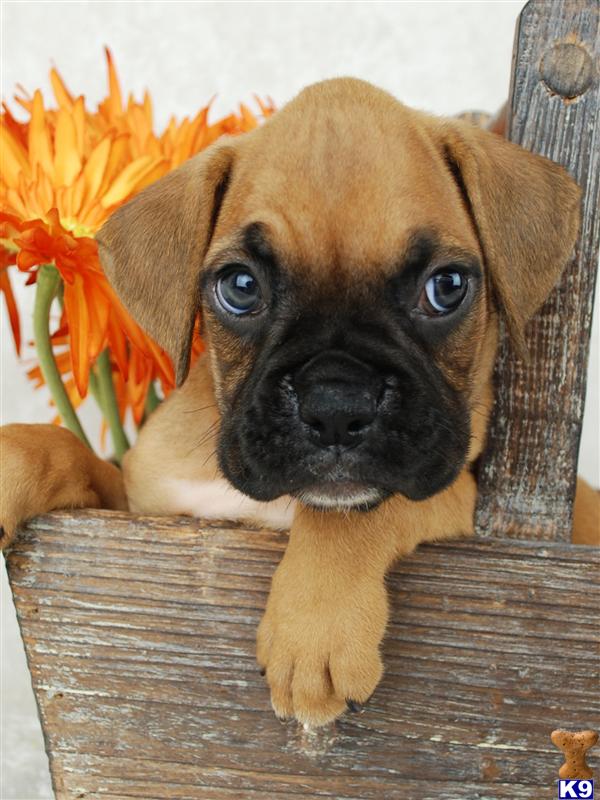 boxer puppies columbus ohio black boxer puppies ohio boxer puppies columbus ohio black boxer puppies ohio