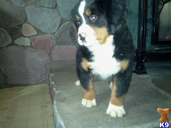 Bernese Mountain Dog Puppies