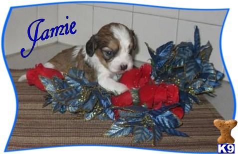 Mixed Breed Puppies