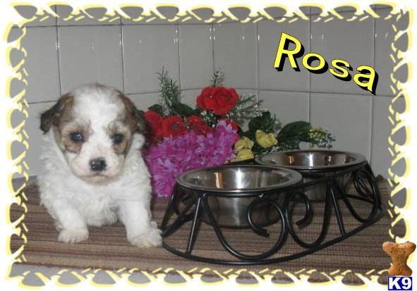 Bichon Frise Puppies