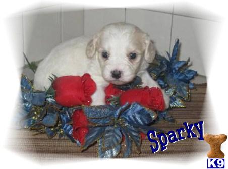 Cavalier King Charles Spaniel Puppies