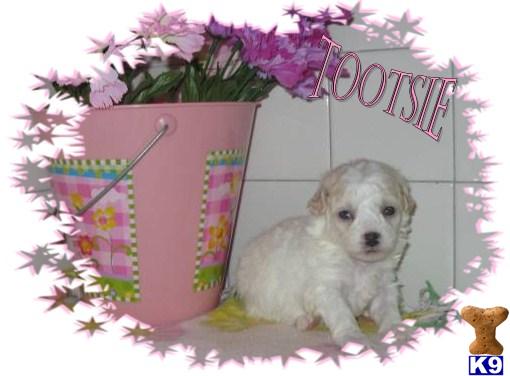Bichon Frise Puppies