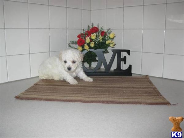 Bichon Frise Puppies