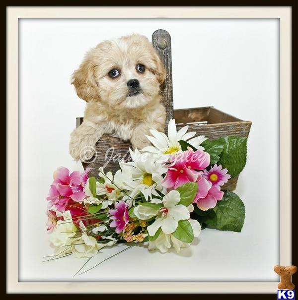 Bichon Frise Puppies