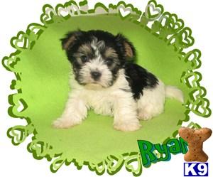 Biewer Yorkshire Terriers Puppies