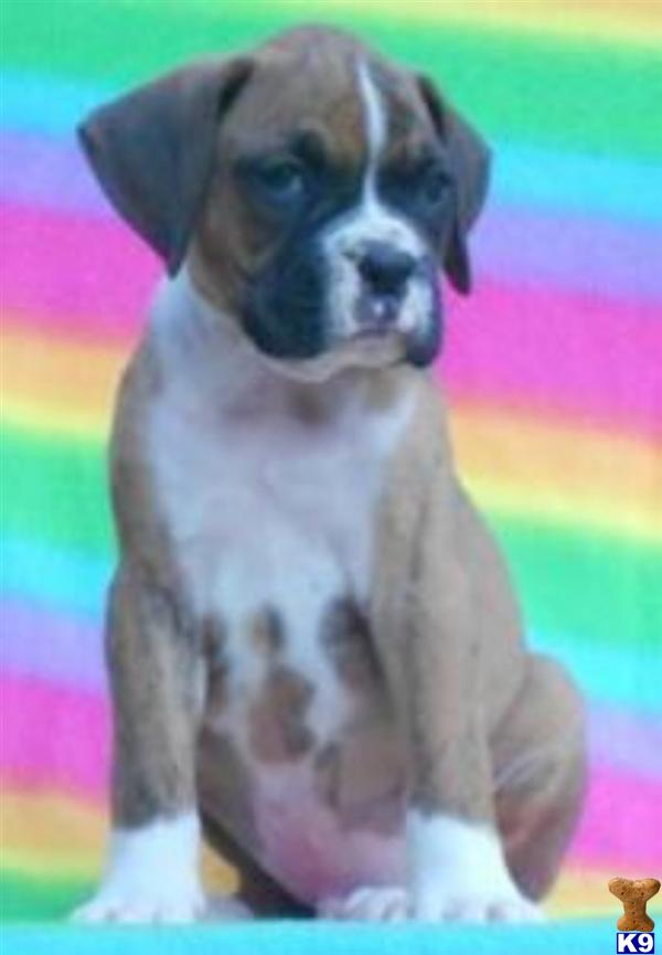 Boxer Puppies For Sale In Ohio