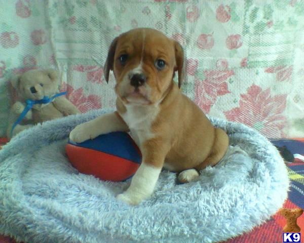 Bulldog Puppies