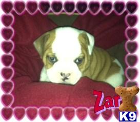 Bulldog Puppies
