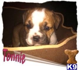 Bulldog Puppies