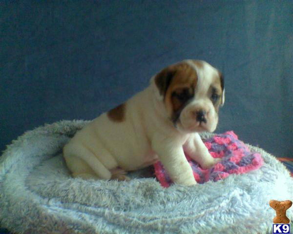 Bulldog Puppies
