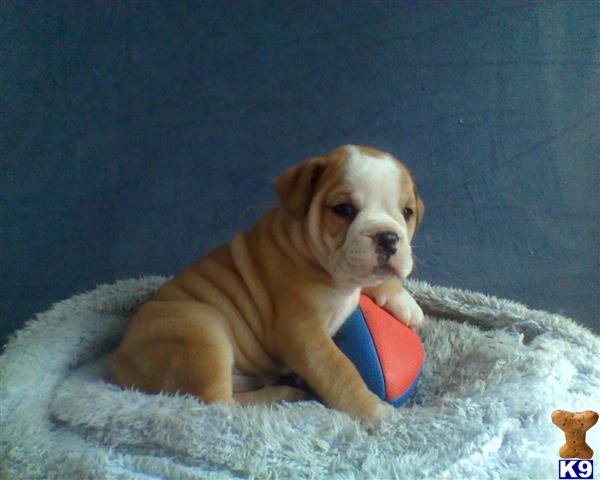 Bulldog Puppies