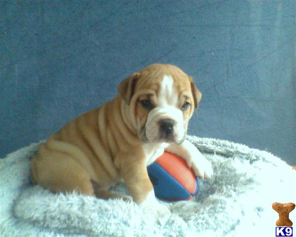 Bulldog Puppies