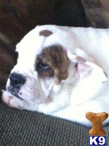 Bulldog Puppies