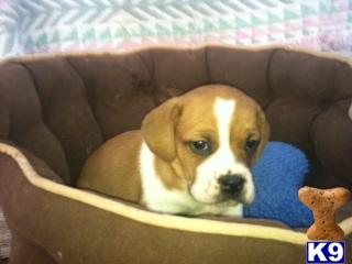 Bulldog Puppies