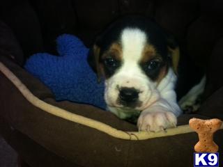Bulldog Puppies