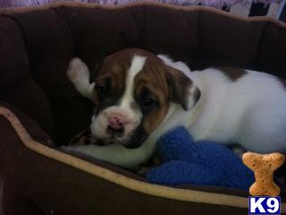 Bulldog Puppies