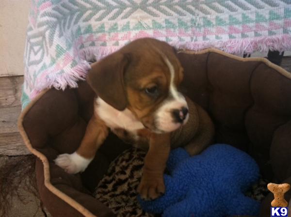 Bulldog Puppies