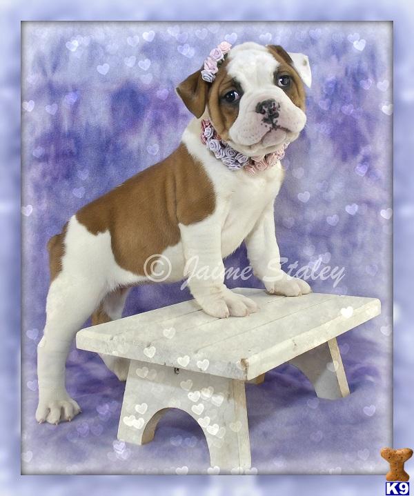 Bulldog Puppies