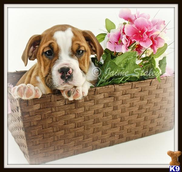 Bulldog Puppies