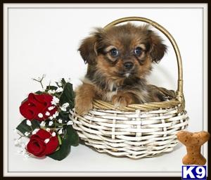 Cavalier King Charles Spaniel Puppies