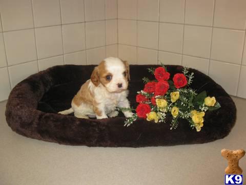 Cavalier King Charles Spaniel Puppies