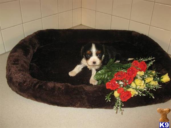 Cavalier King Charles Spaniel Puppies
