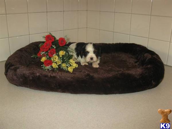 Cavalier King Charles Spaniel Puppies