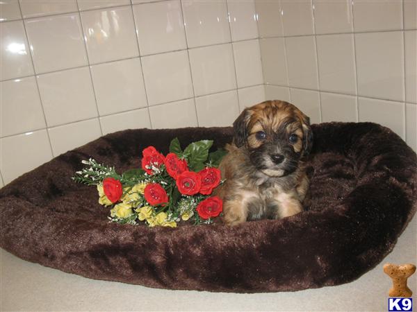 Cavalier King Charles Spaniel Puppies
