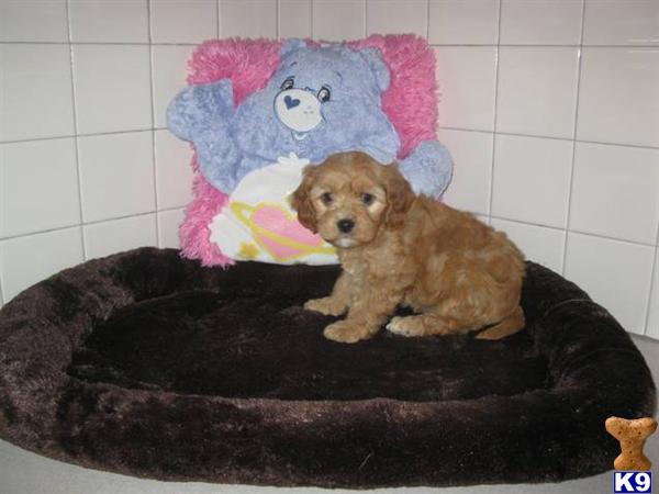 Cavalier King Charles Spaniel Puppies