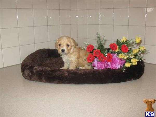 Cavalier King Charles Spaniel Puppies