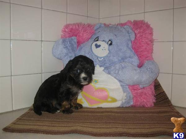 Cavalier King Charles Spaniel Puppies