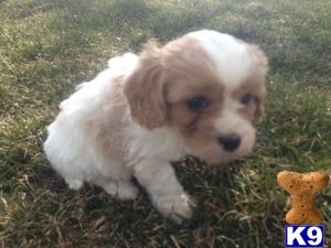 Cavalier King Charles Spaniel Puppies in OH