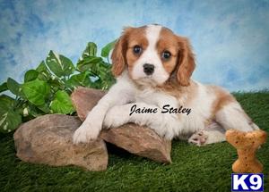 Cavalier King Charles Spaniel Puppies in OH