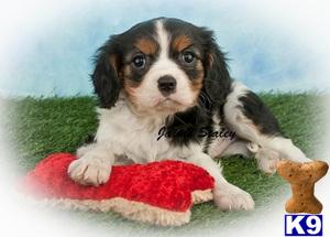 Cavalier King Charles Spaniel Puppies in OH