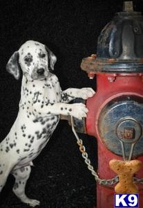 Dalmatian Puppies