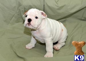English Bulldog Puppies in OH