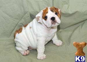 English Bulldog Puppies in OH