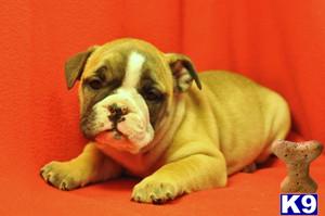 English Bulldog Puppies in OH