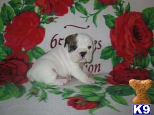 English Bulldog Puppies in OH