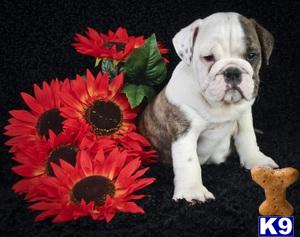English Bulldog Puppies in OH