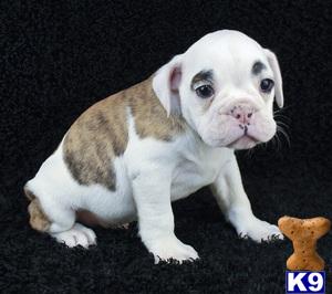 English Bulldog Puppies in OH