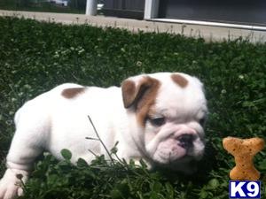 English Bulldog Puppies in OH