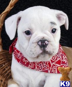 English Bulldog Puppies in OH